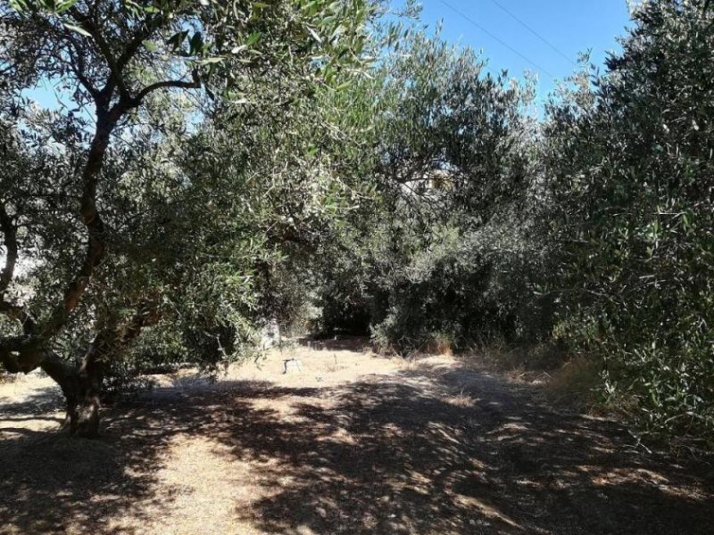 Spilia bei Kolymvari Haus im Grünen mit Olivenhain Haus kaufen